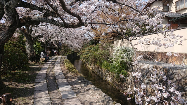 哲学の道で桜さんぽ　京都